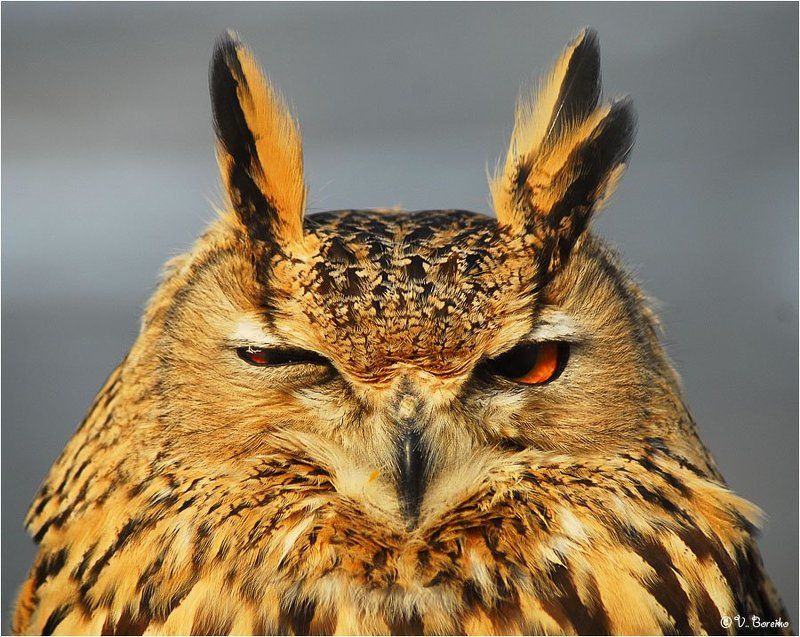 Хитромудрый фото превью