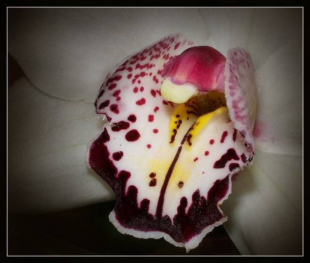 , Юлия Чекмарева