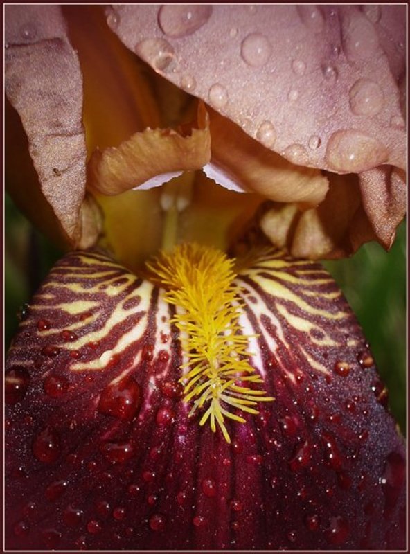 * фото превью