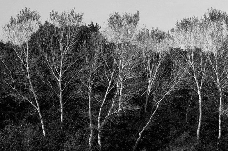 trees фото превью