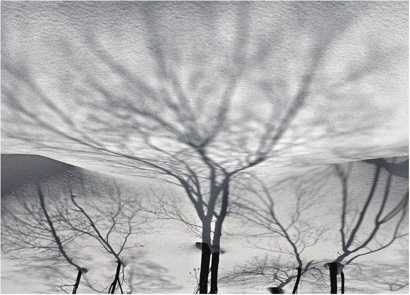 Снежное дерево фото превью