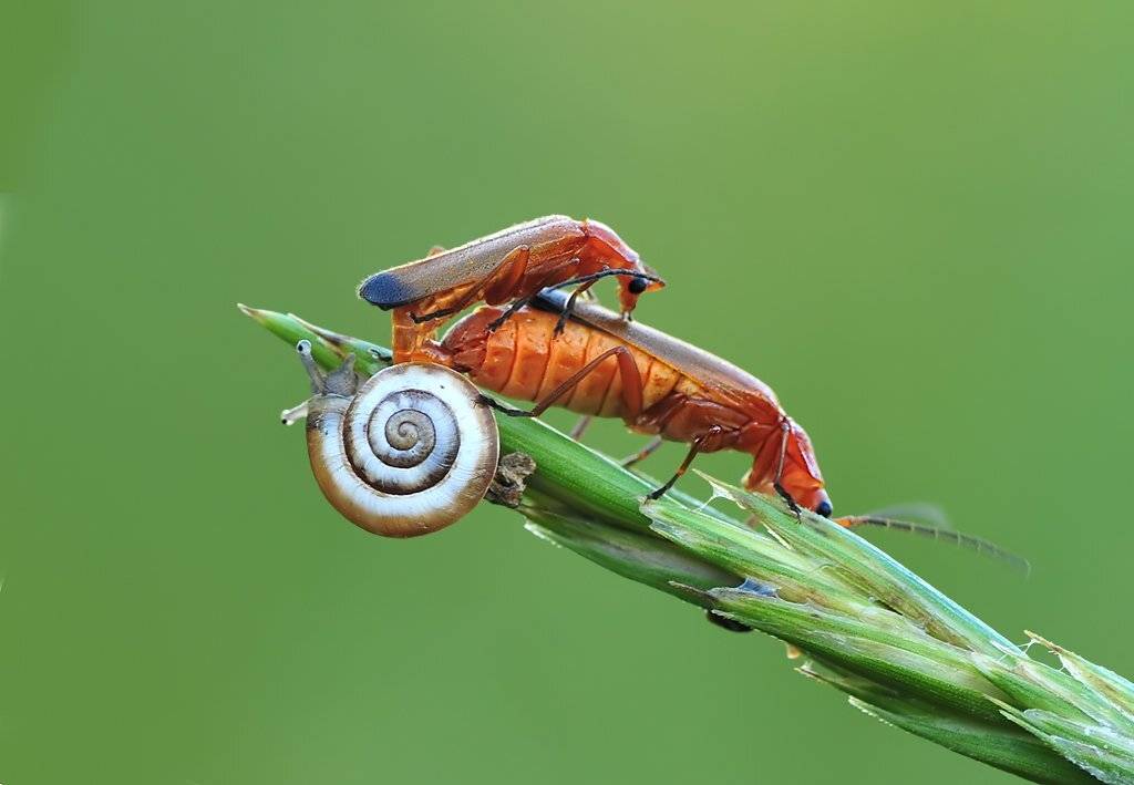 , Алена Шевцова