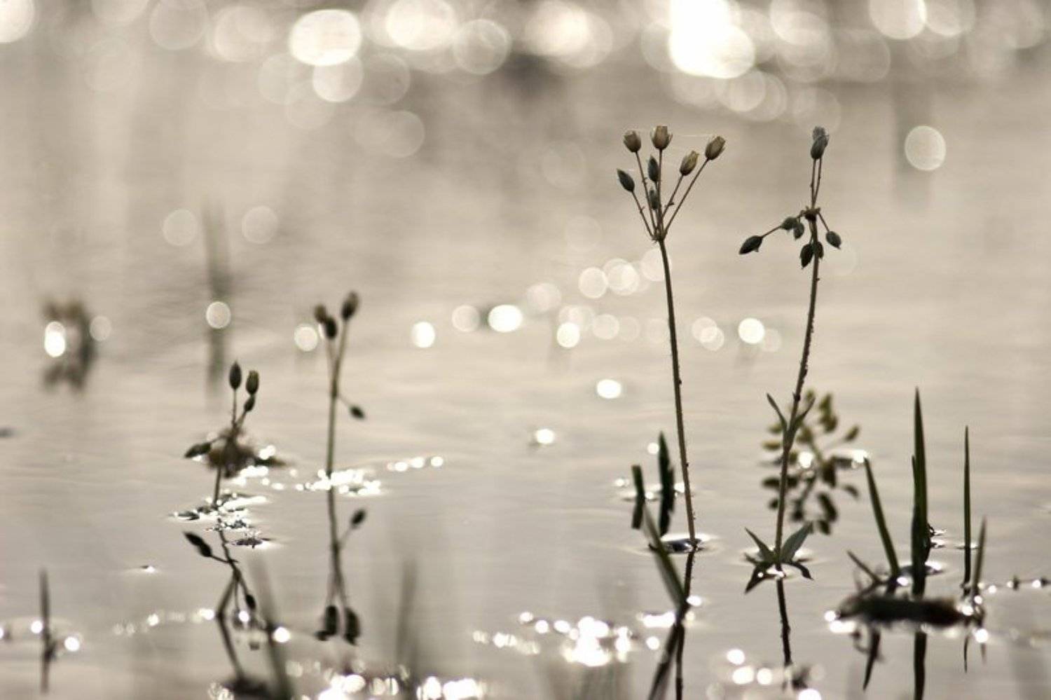 цветы, вода, река, разлив, луга, весна, Кирилл Брага