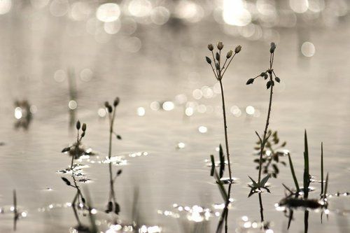 Взрослые и дети.