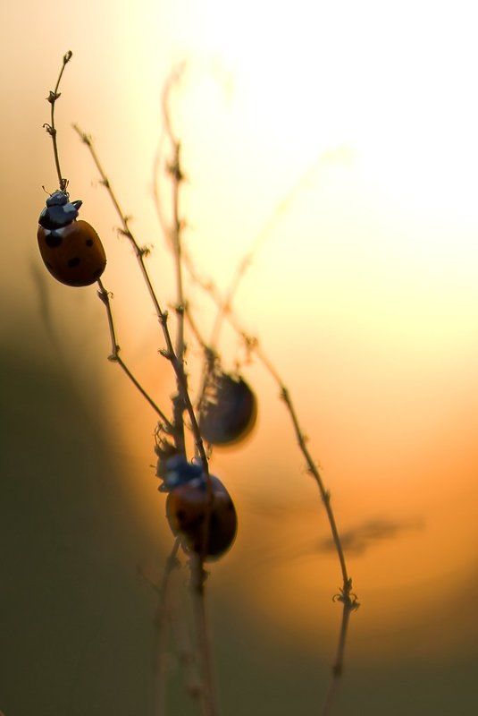 жуки, закат, вечер К уходящему солнцу фото превью