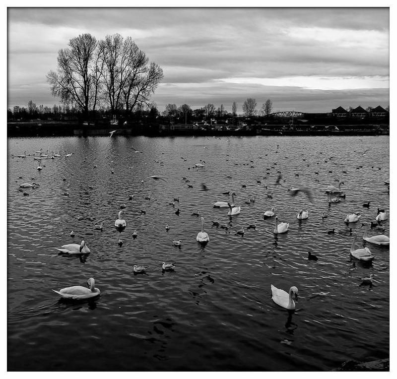 Лебяжие острова 2 фото превью