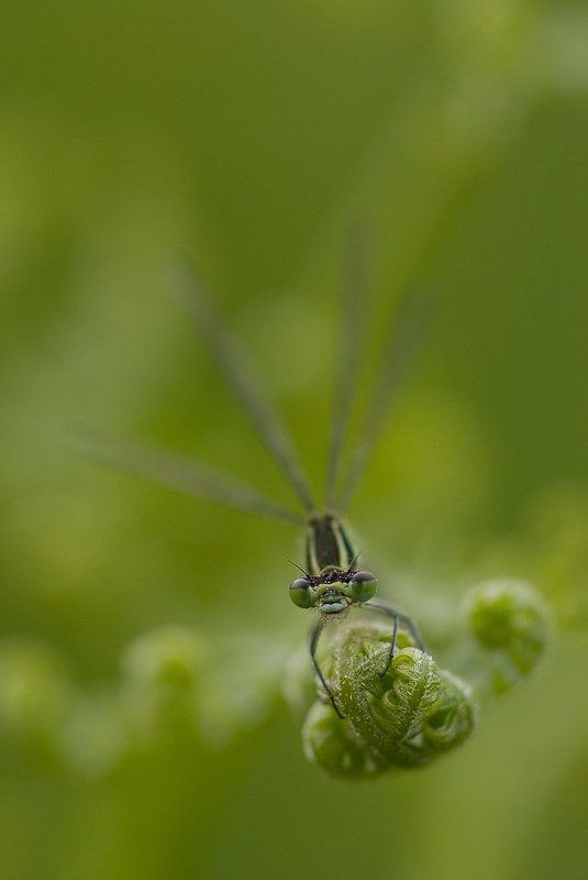 макро, стрекоза Зеленая на зеленом фото превью