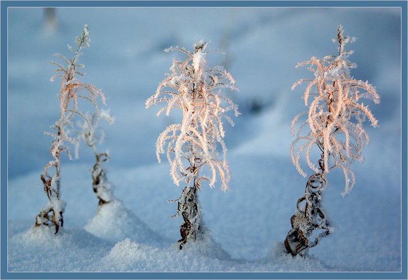 кипрей, иней Зимние цветы фото превью