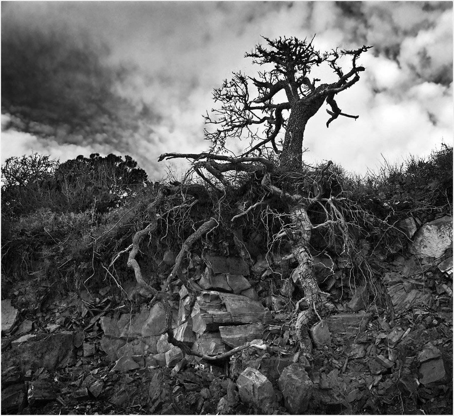 камни, дерево, корни, Борис Пирог