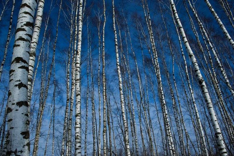 пейзаж, зима, березы, Павел Лялин