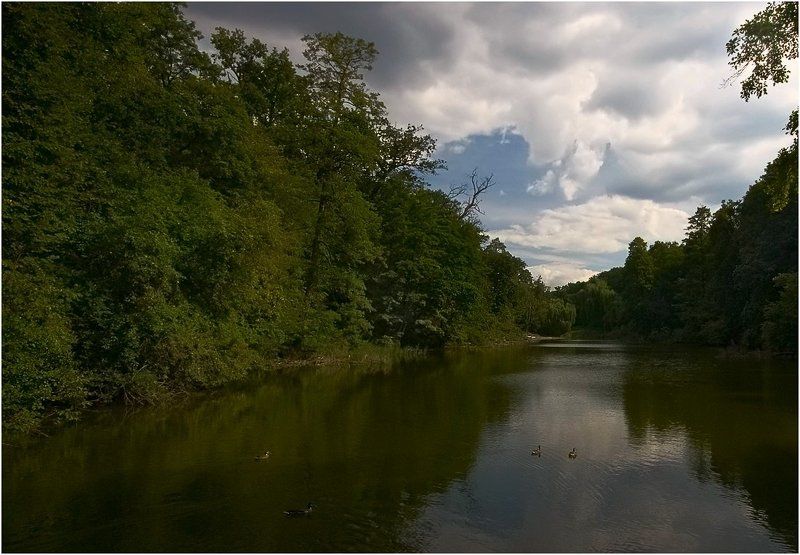 пруд, утки, парк  фото превью