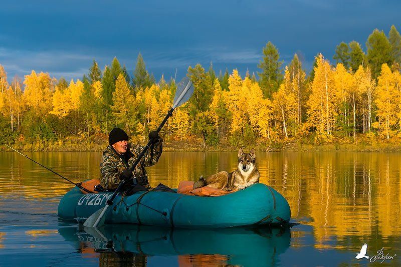 буюнда, сплав, лодка, собака, человек, река, осень, колыма, напряжение, трудности, впечатление Нам любые дороги, дороги! фото превью