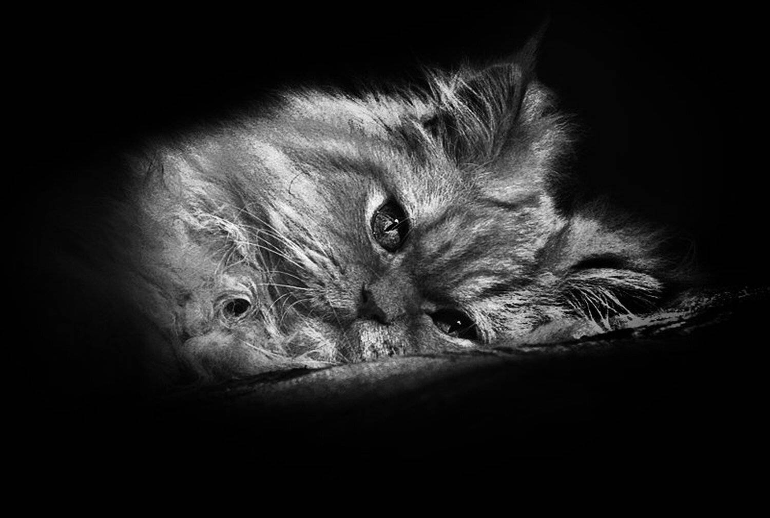 рыжий, персидский, кот, Nateletro