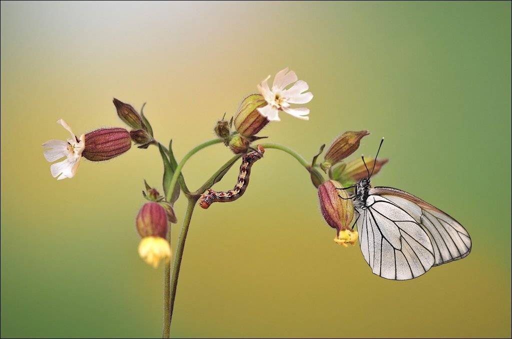 , Алена Шевцова