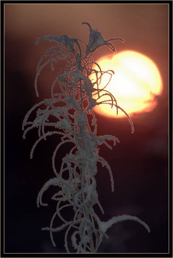 кипрей,иней, Солодухин Виктор