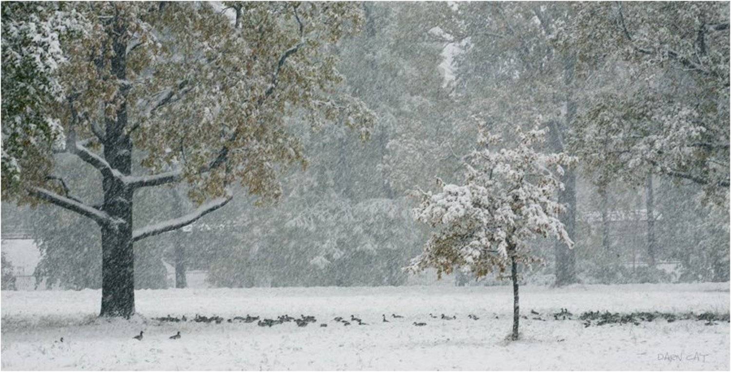 зима, первая, метель, осень, утки, пруд, Darn Cat