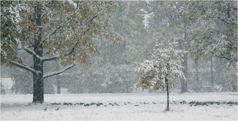 зима, первая, метель, осень, утки, пруд Первая метель фото превью