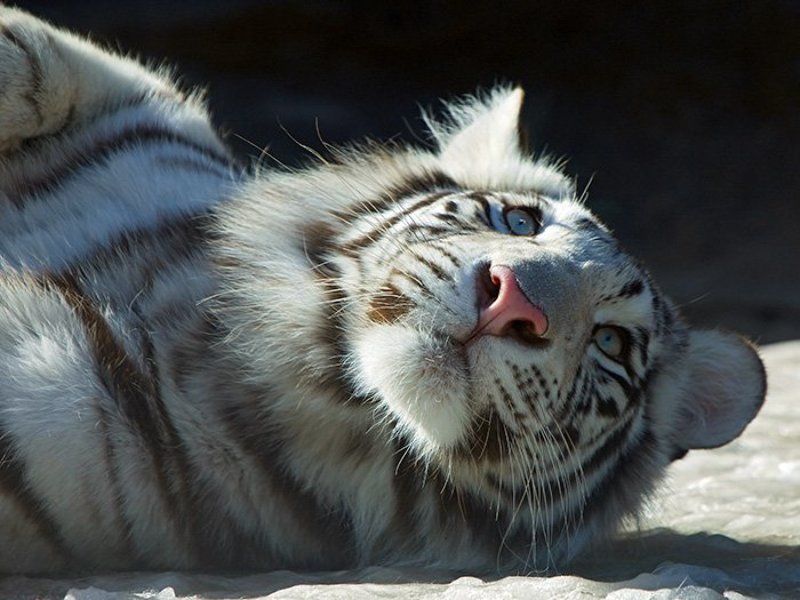 Маленький тигр фото превью