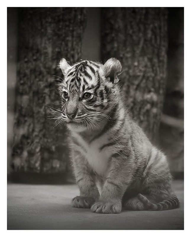 Тигра фото превью