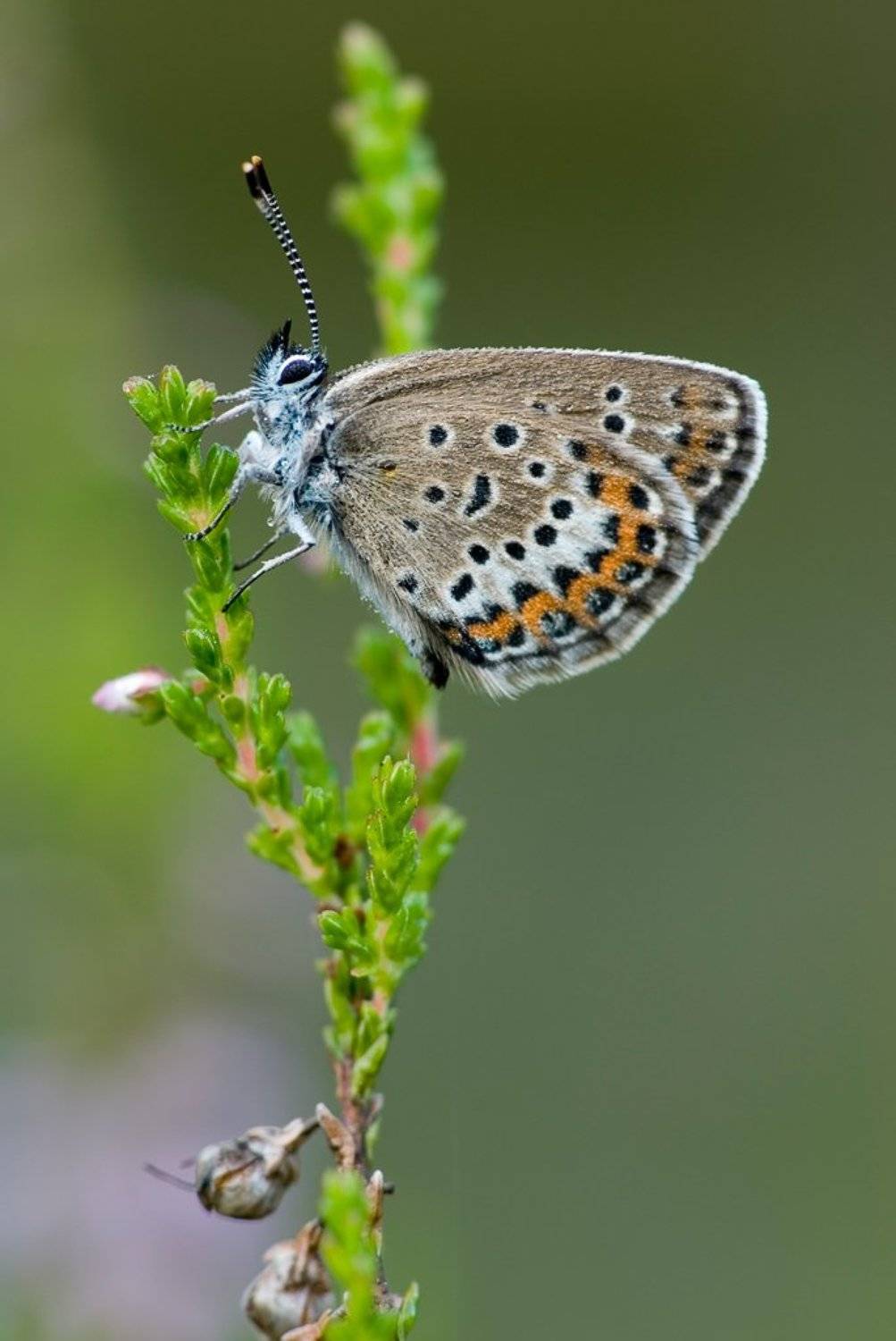 голубянка, вереск, Юлия