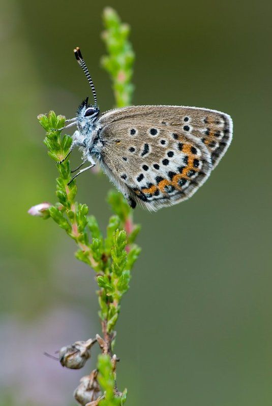 голубянка, вереск нимфа на вереске фото превью