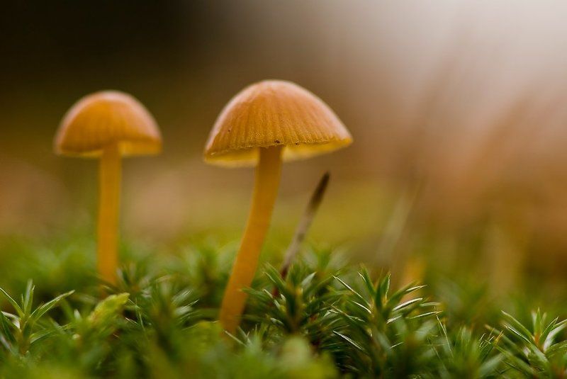 гриб, мох, осень ***** фото превью