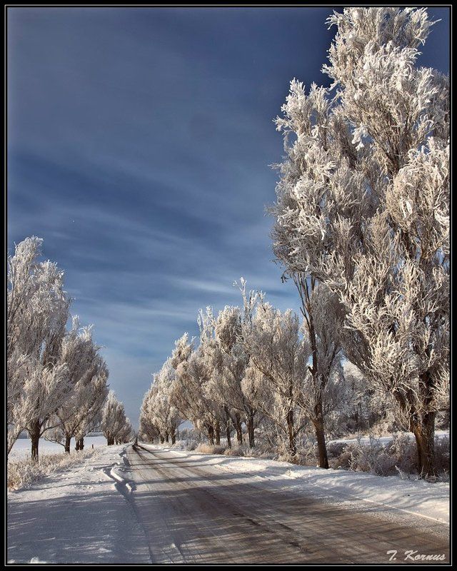 зима,иней,дорога,деревья,рождество Зимняя дорога фото превью