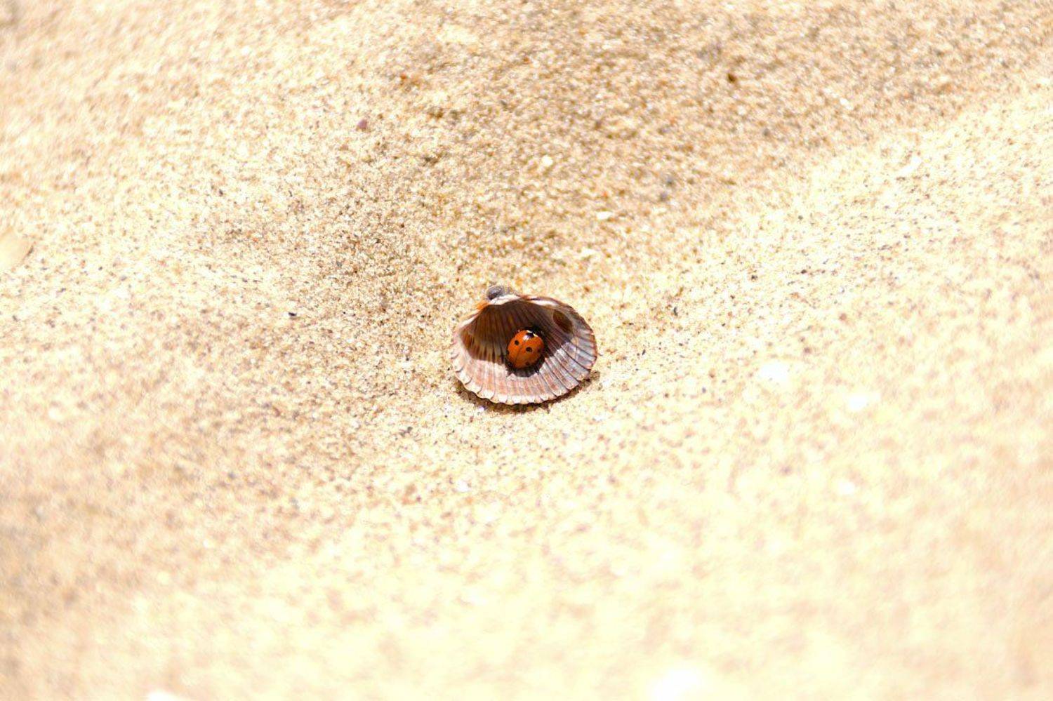 minimal, Тёма Некрасов