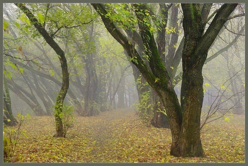 Там живут Единороги фото превью