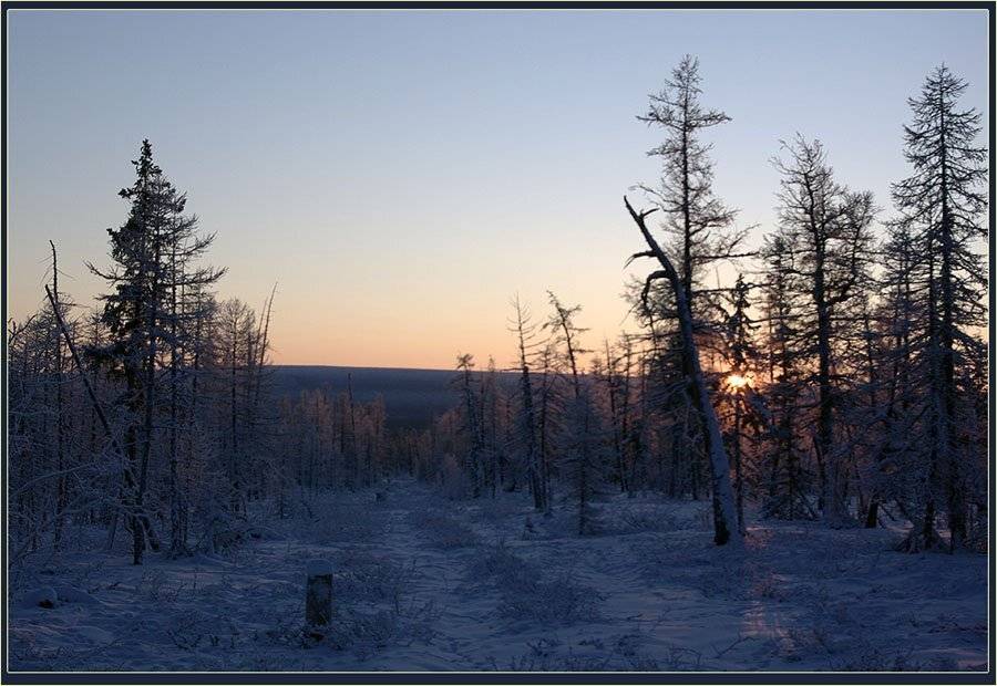 тайга,зима,якутия, Солодухин Виктор