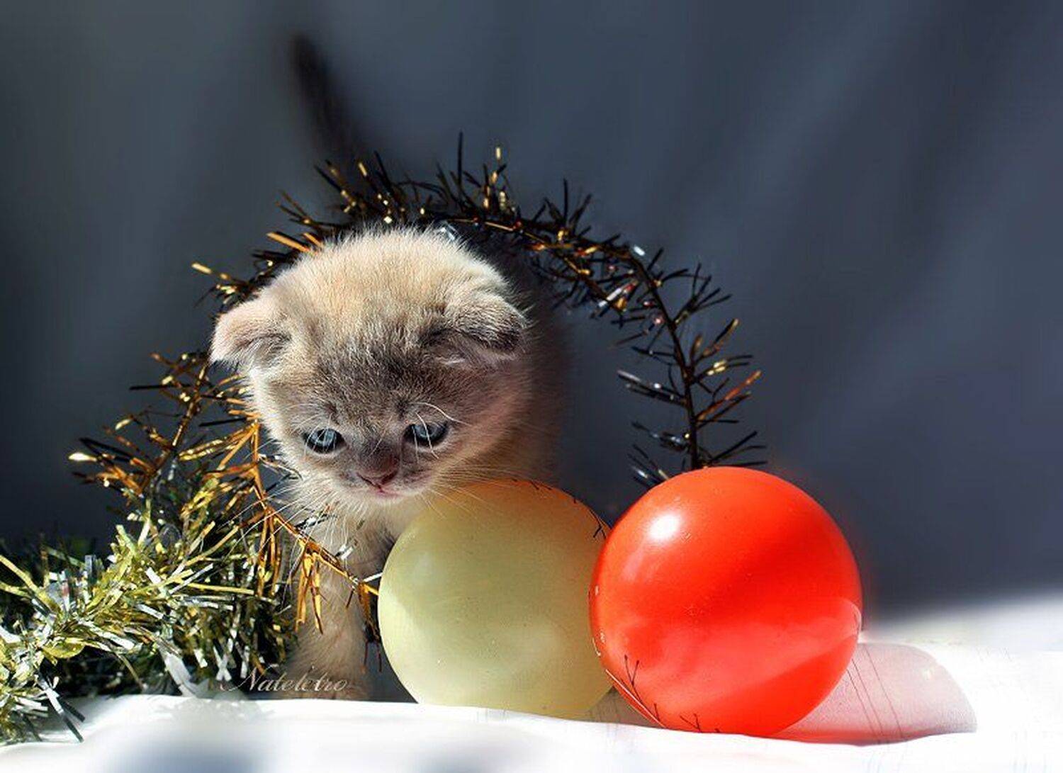 шотландский вислоухий котик, новогодние шары, Nateletro