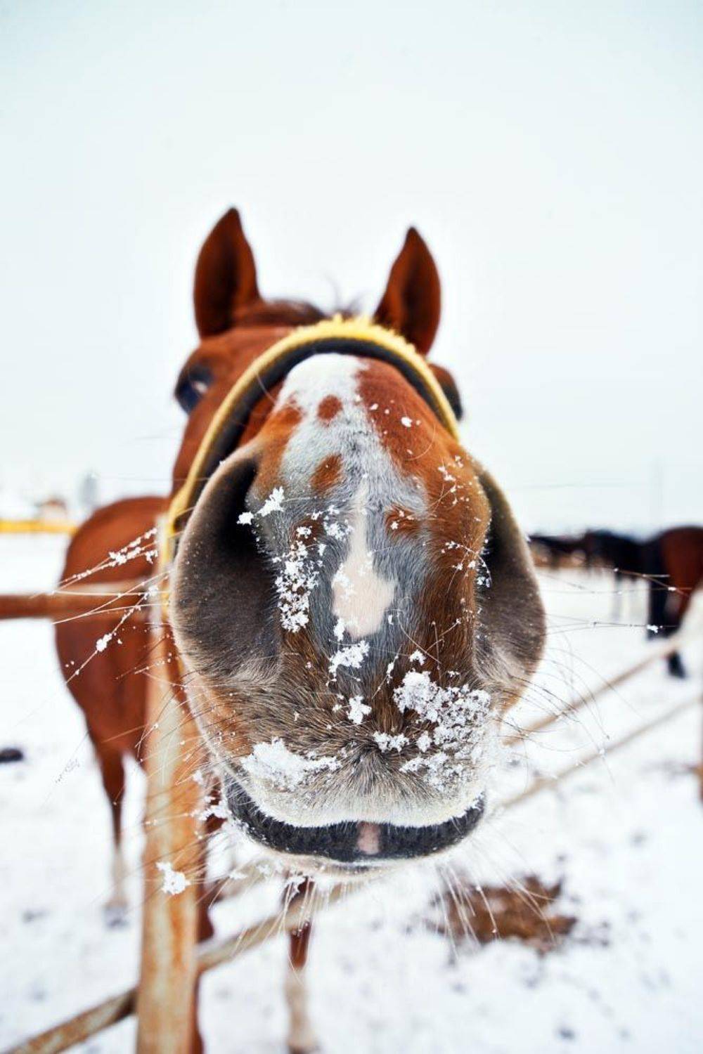 , Смирнов Павел