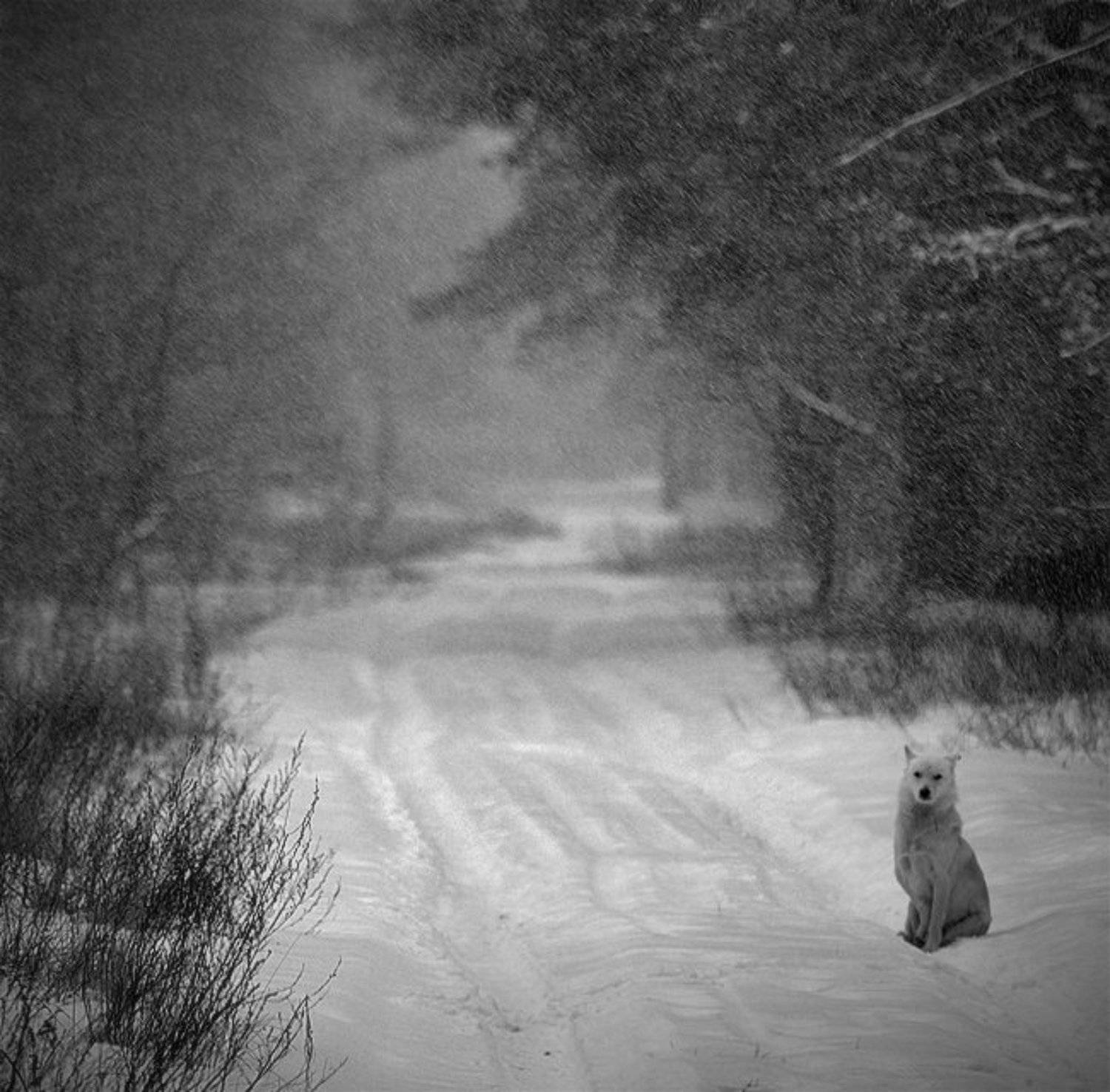 киев, природа, животные, панорама, Piligrim