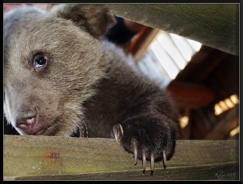 мишка, мишутка *** фото превью