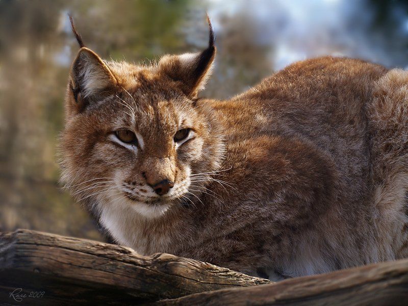 Кися. фото превью