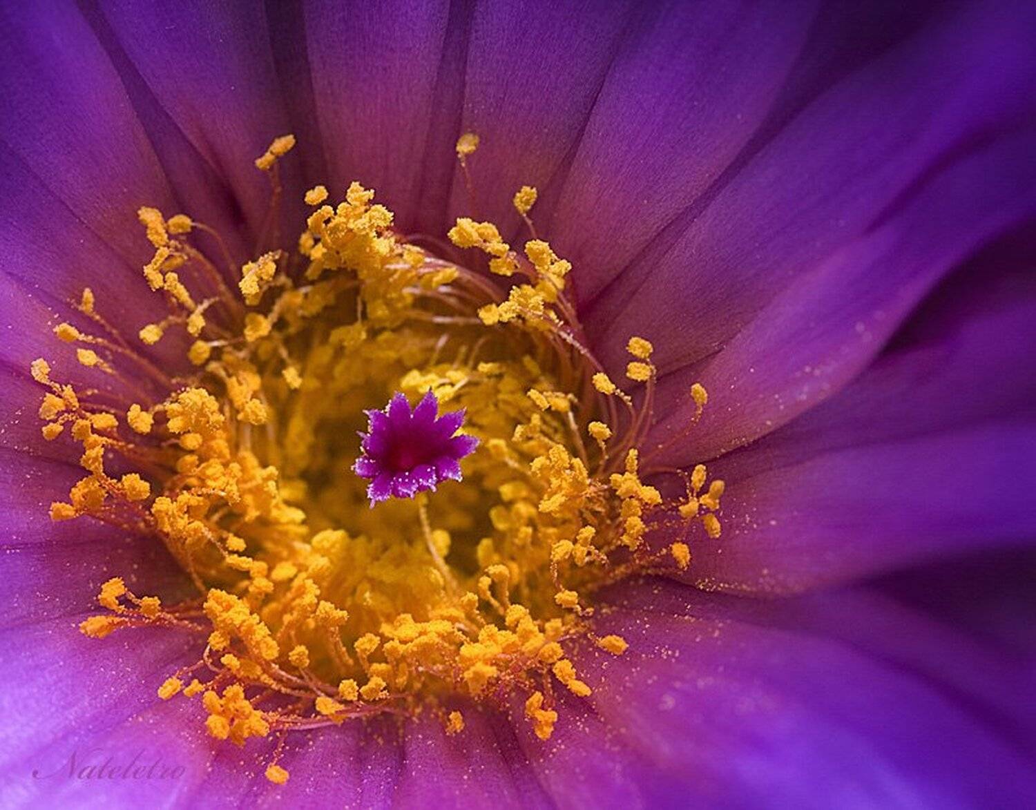 цветок, кактус, Nateletro