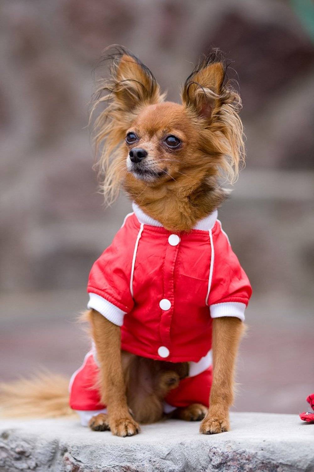 собака, животные, Владимир Добриденев