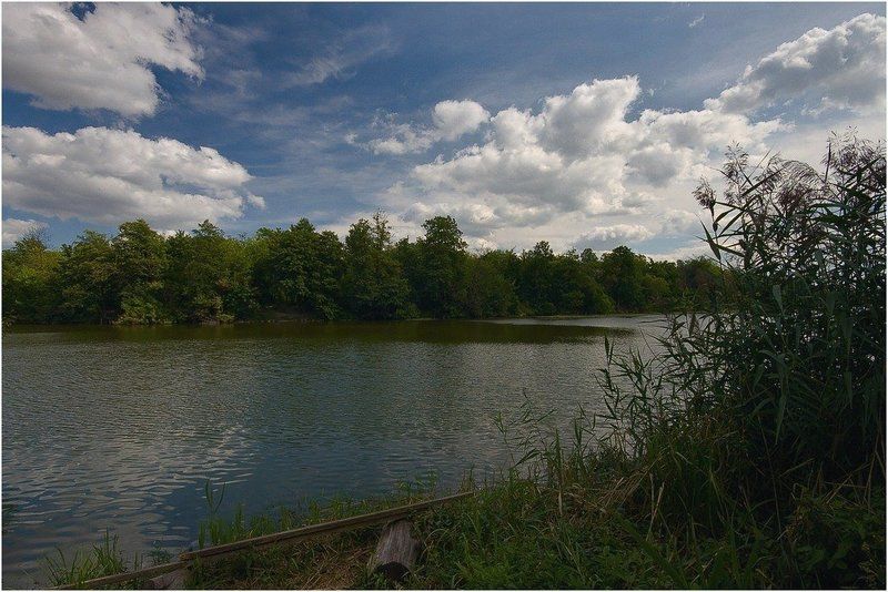 река, берег, лес Рось III фото превью