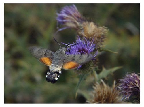 Бражник-языкан, или хоботник обыкновенный (Macroglossum stellata)