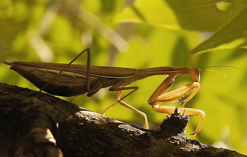 богомол, обыкновенный, mantis, religiosa Утренние молитвы фото превью
