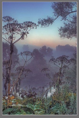 Сиреневый туман