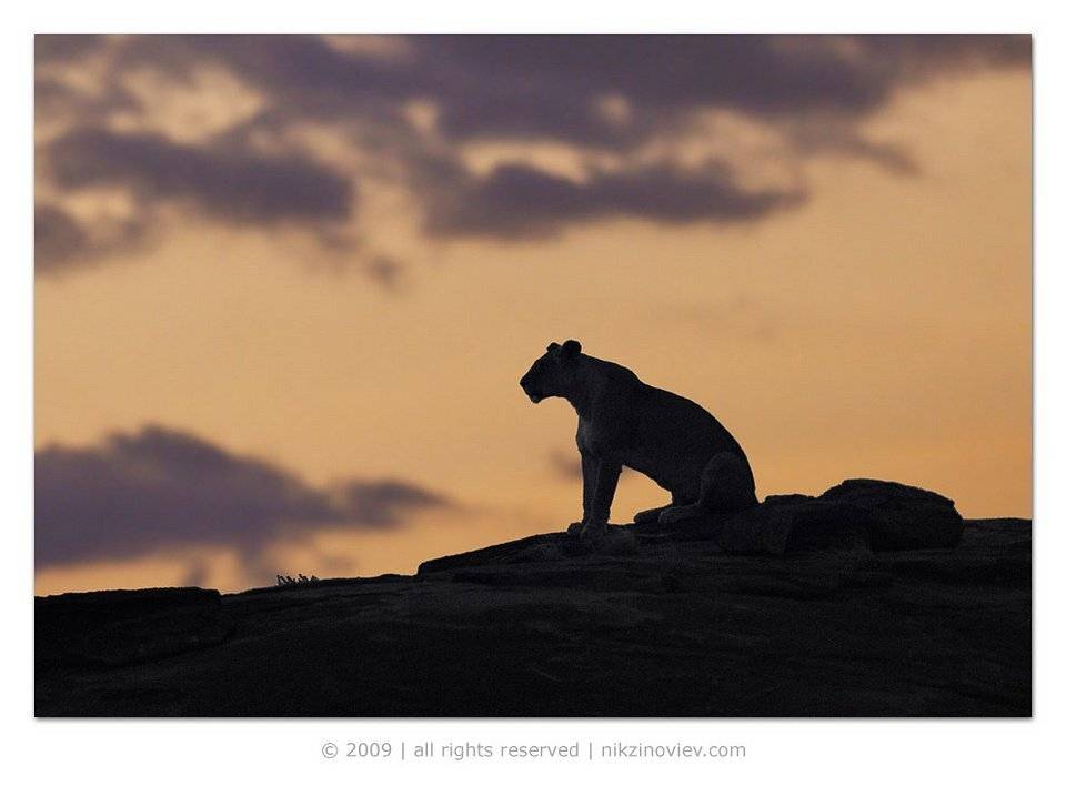 африка, кения, масай, мара, лев, Николай Зиновьев