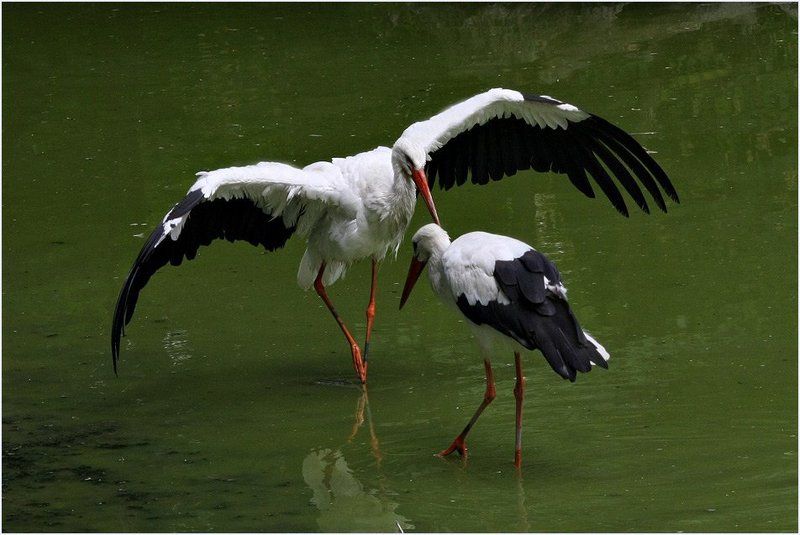 аисты Приглашение на танец фото превью