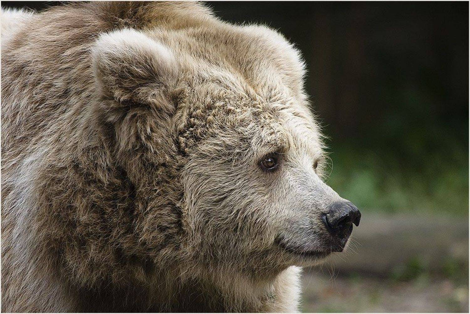 бурый, тяньшаньский, медведь, Игорь Шевченко