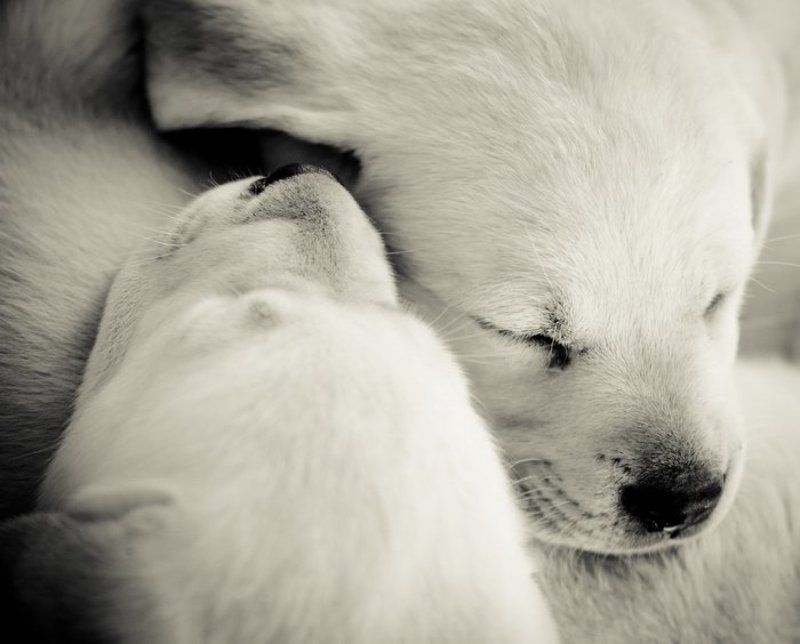 лабрадор, щенки, чб Инь Янь фото превью