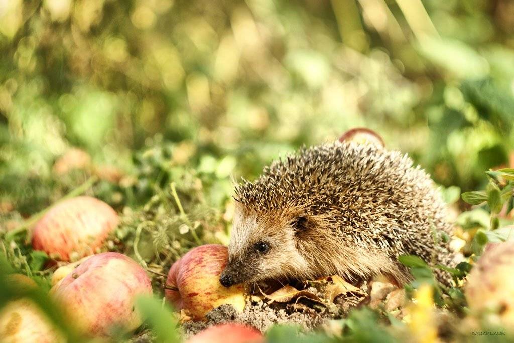 , Владислав.