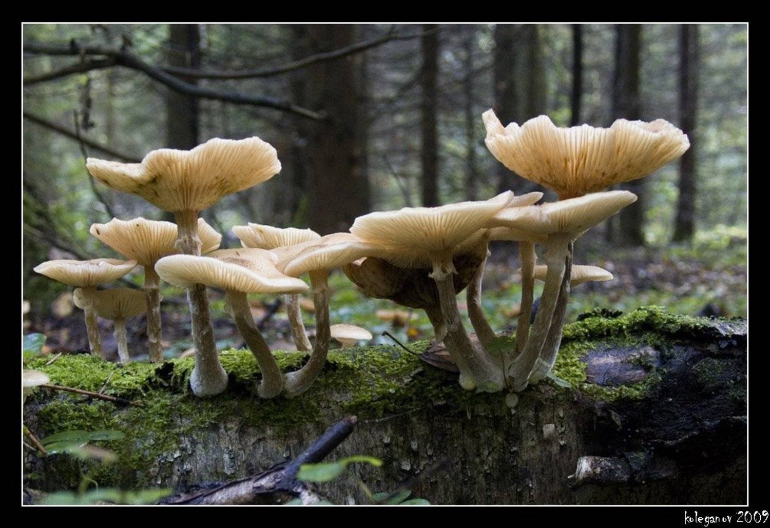 опята, грибы, parazit