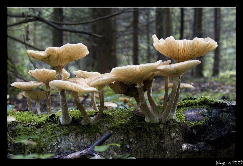 опята, грибы Опята фото превью