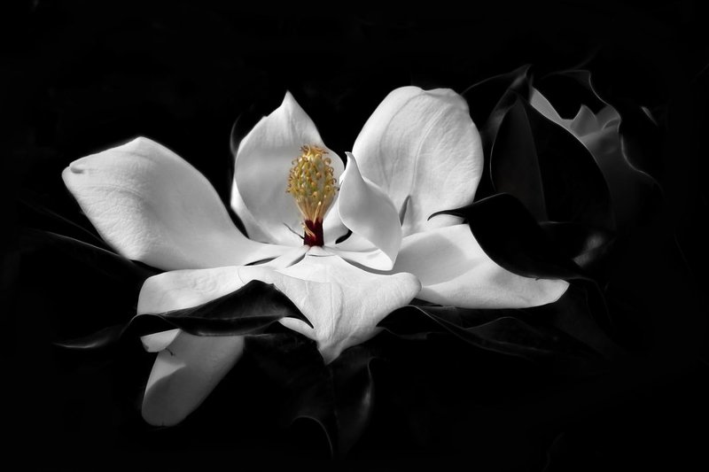 цветы магнолия фото превью