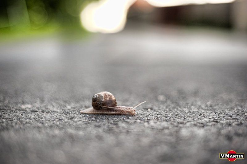 тихоход медлительный... фото превью